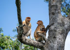 Wild Proboscis Monkey – 1000 Piece Wildlife Puzzle