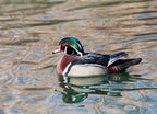 Wood Duck Drake small pond Botanical Gardens wintertime, Albuquerque, New Mexico 1000pc Puzzle