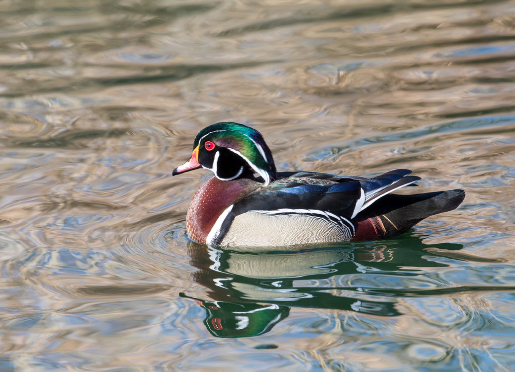 Wood Duck Drake small pond Botanical Gardens wintertime, Albuquerque, New Mexico 1000pc Puzzle