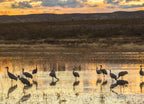 Sandhill Cranes at Sunset – 1000 Piece Wildlife Puzzle