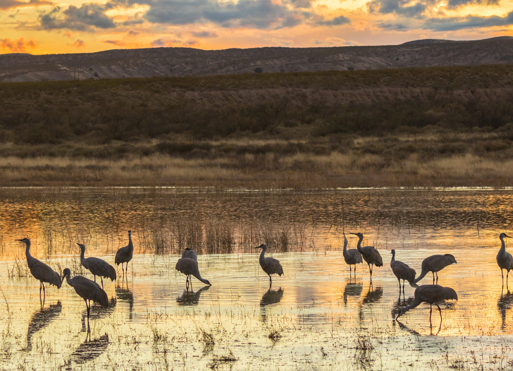 Sandhill Cranes at Sunset – 1000 Piece Wildlife Puzzle