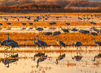 Sandhill Cranes at Sunrise – 1000 Piece Wildlife Puzzle