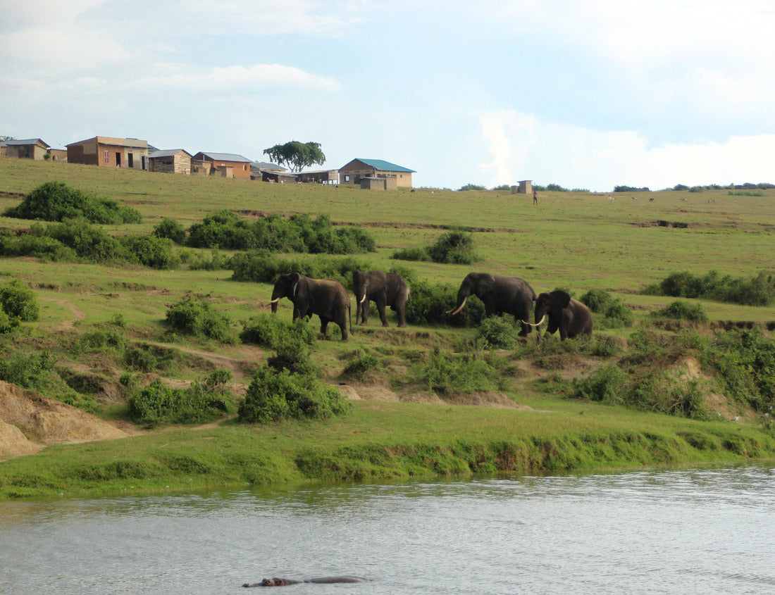 Elephants are standing by the Nile River in Uganda, Africa. 1000pc Puzzle
