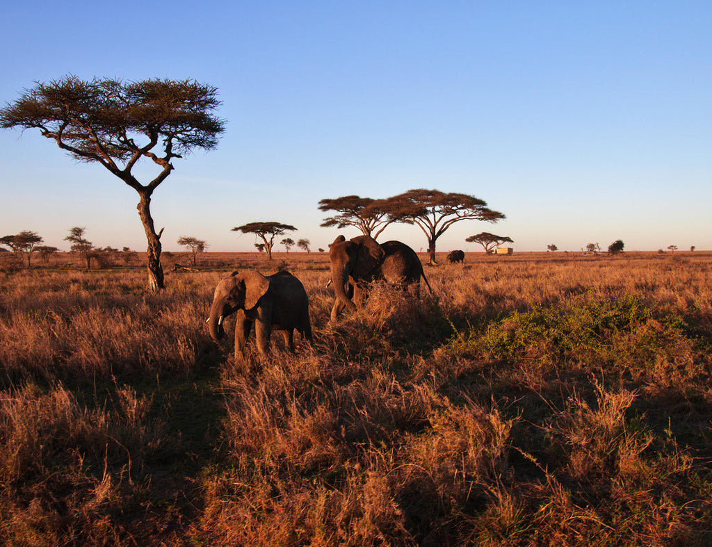Elephant on the Savanna – 1000 Piece Wildlife Puzzle