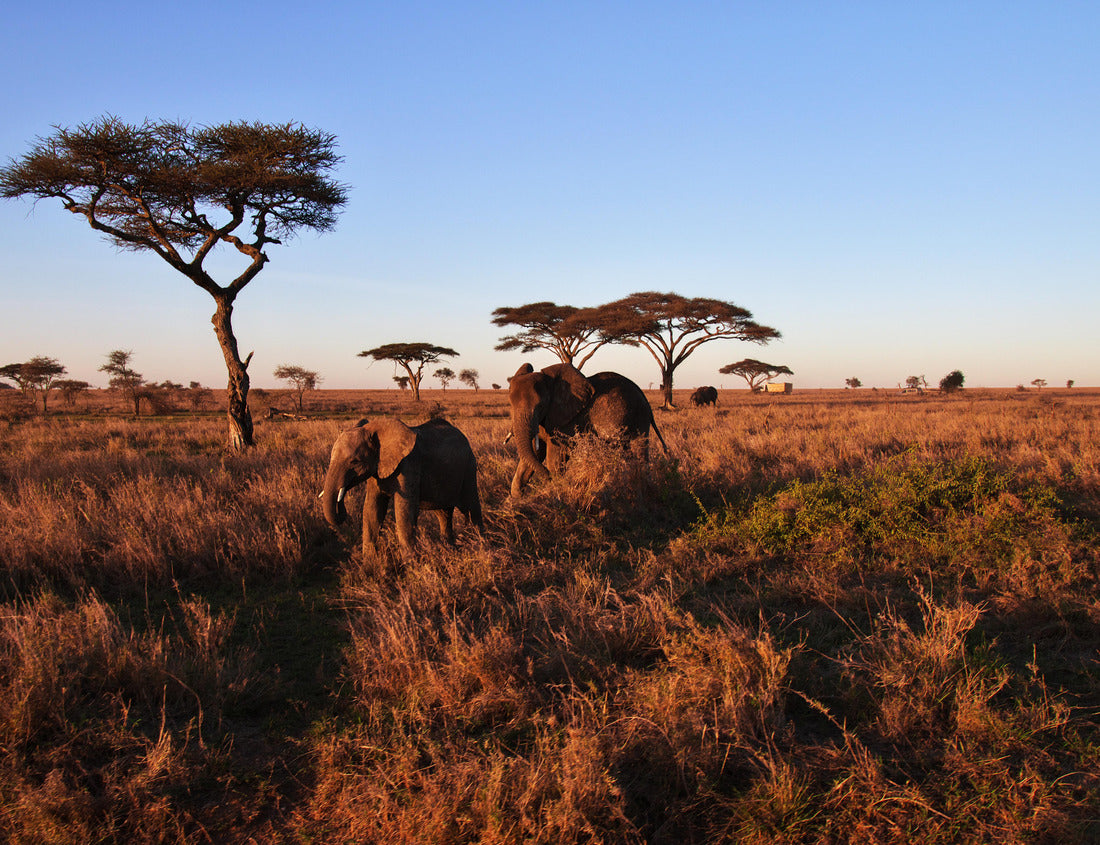 Elephant on the Savanna – 1000 Piece Wildlife Puzzle
