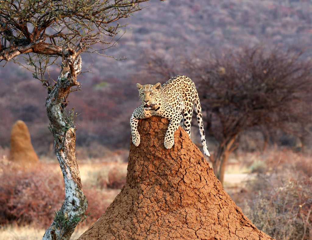 Leopard standing on a termite hill in Namibia, Africa. 1000pc Puzzle