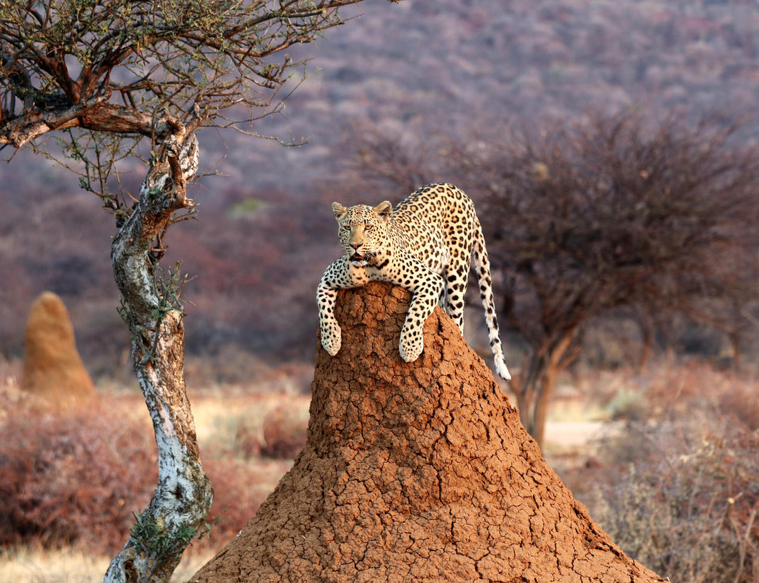 Leopard standing on a termite hill in Namibia, Africa. 1000pc Puzzle