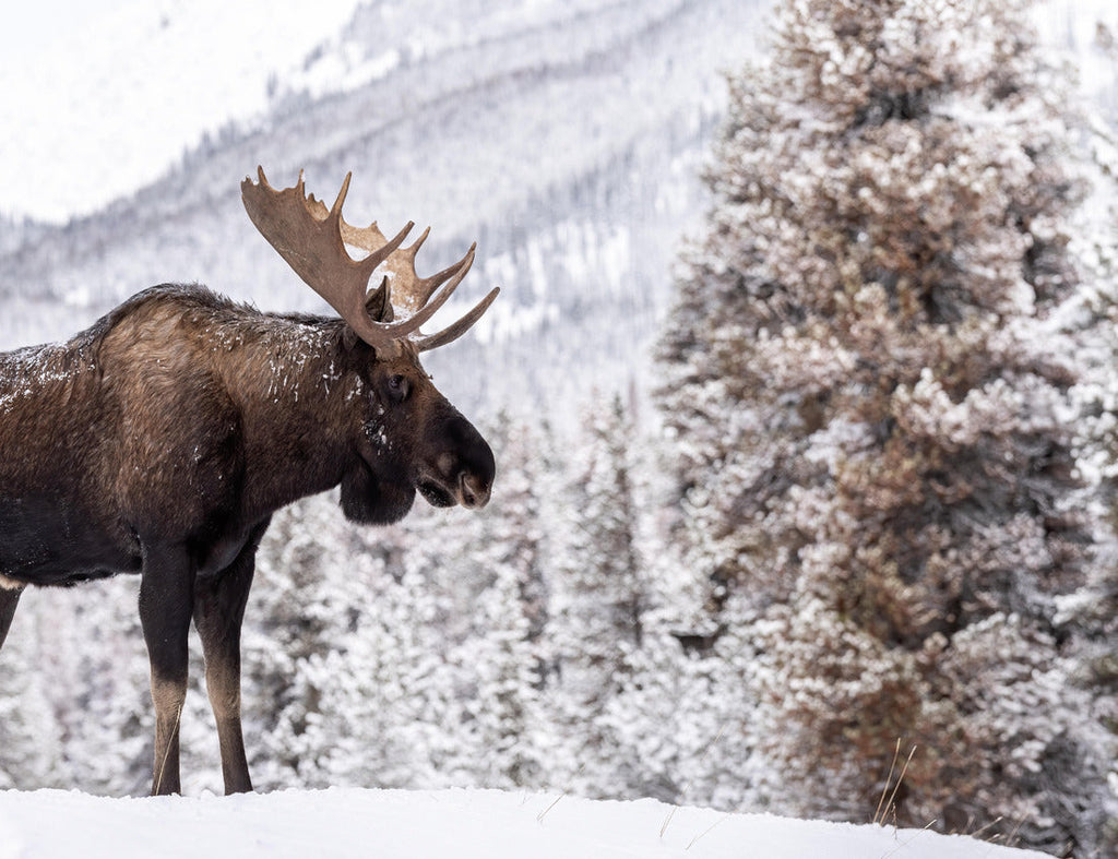 Moose in snow in Jasper National Park, Alberta, Canada. 1000pc PuzzleBlack and White