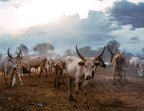 A herd of Ankole Watusi cows graze against a cloudy sunset sky in South Sudan, Africa. 1000pc PuzzleBlack and White