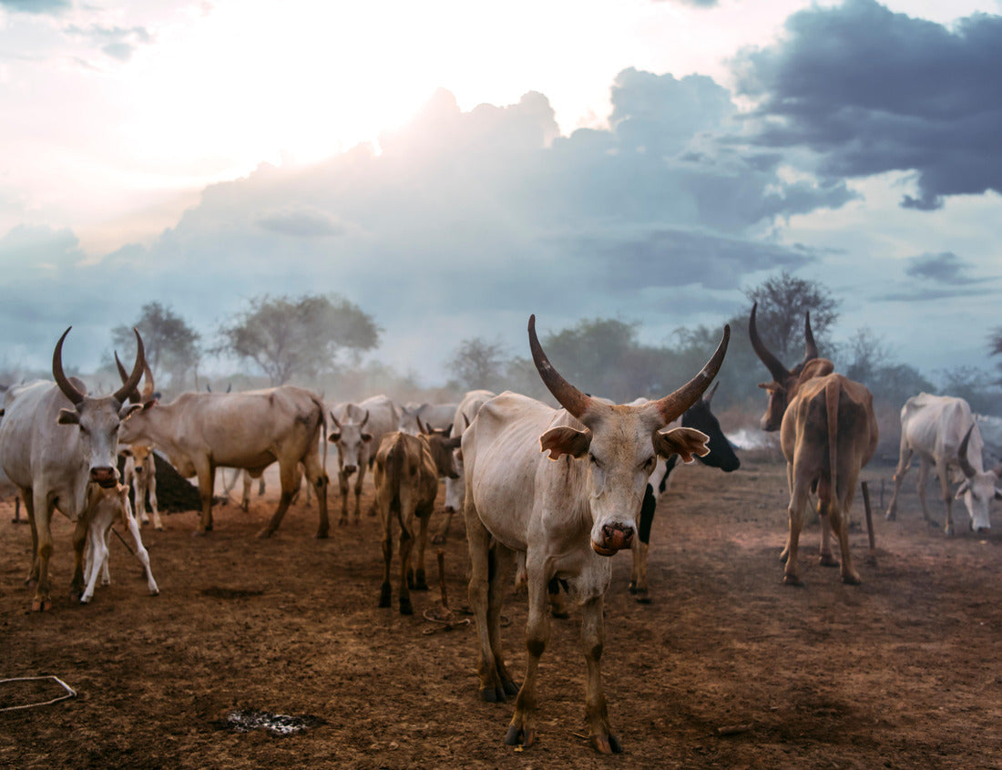 A herd of Ankole Watusi cows graze against a cloudy sunset sky in South Sudan, Africa. 1000pc PuzzleBlack and White