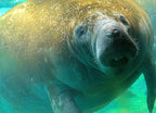 Manatee Underwater – 1000 Piece Wildlife Puzzle