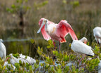 Roseate Spoonbill – 1000 Piece Wildlife Puzzle