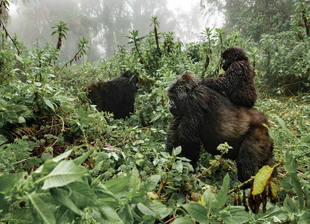 A female mountain gorilla with a baby in Rwanda 1000pc Puzzle