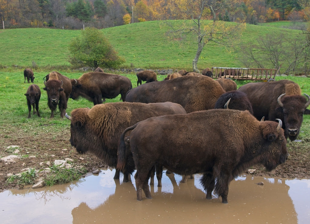 Herd of American Bisons in Delaware County Upstate New York 1000pc Puzzle
