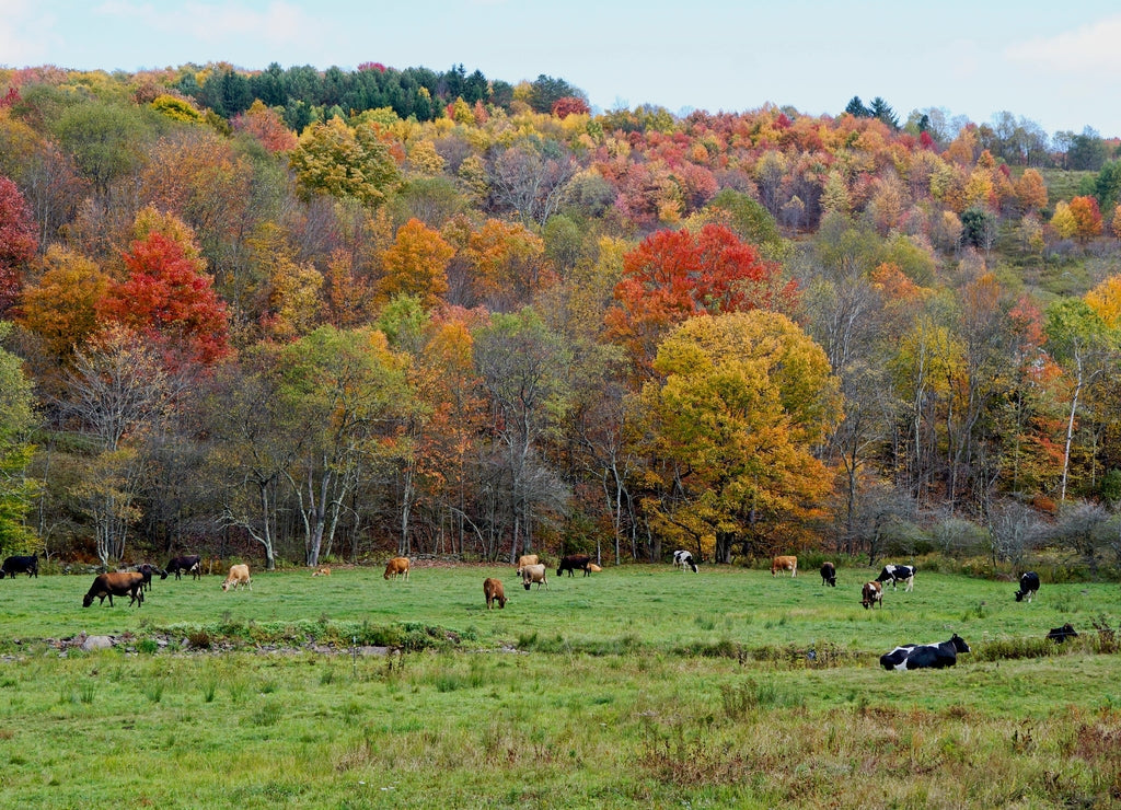 Autumn scene with cows in Delaware County New York 1000pc Puzzle