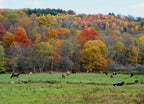Autumn scene with cows in Delaware County New York 1000pc Puzzle