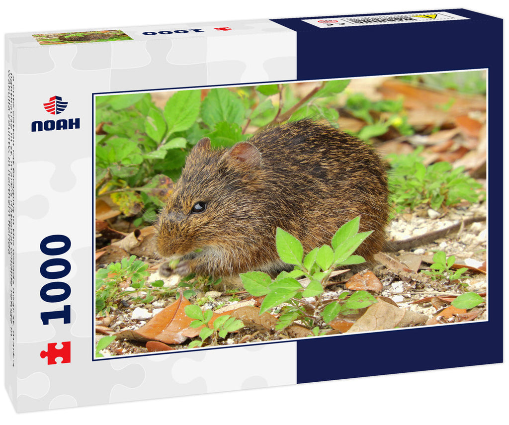 Cotton Rat at St. Mark's Wildlife Refuge – 1000 Piece Wildlife Puzzle