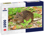 Cotton Rat at St. Mark's Wildlife Refuge – 1000 Piece Wildlife Puzzle