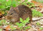 Cotton Rat at St. Mark's Wildlife Refuge – 1000 Piece Wildlife Puzzle