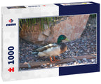 Mallard Duck (Anas Platyrhynchos) resting poolside in Glendale, Maricopa County, Arizona USA 1000pc Puzzle