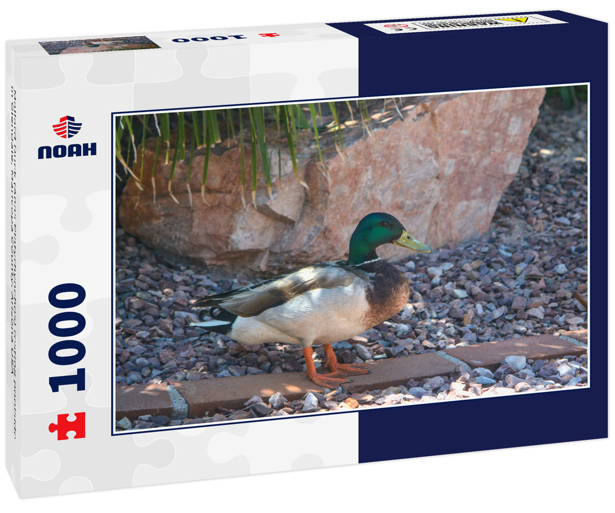 Mallard Duck (Anas Platyrhynchos) resting poolside in Glendale, Maricopa County, Arizona USA 1000pc Puzzle