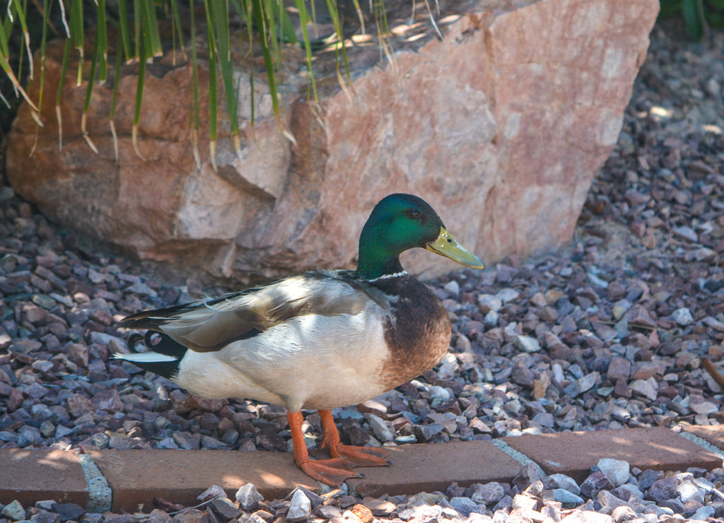 Mallard Duck (Anas Platyrhynchos) resting poolside in Glendale, Maricopa County, Arizona USA 1000pc Puzzle