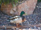 Mallard Duck (Anas Platyrhynchos) resting poolside in Glendale, Maricopa County, Arizona USA 1000pc Puzzle