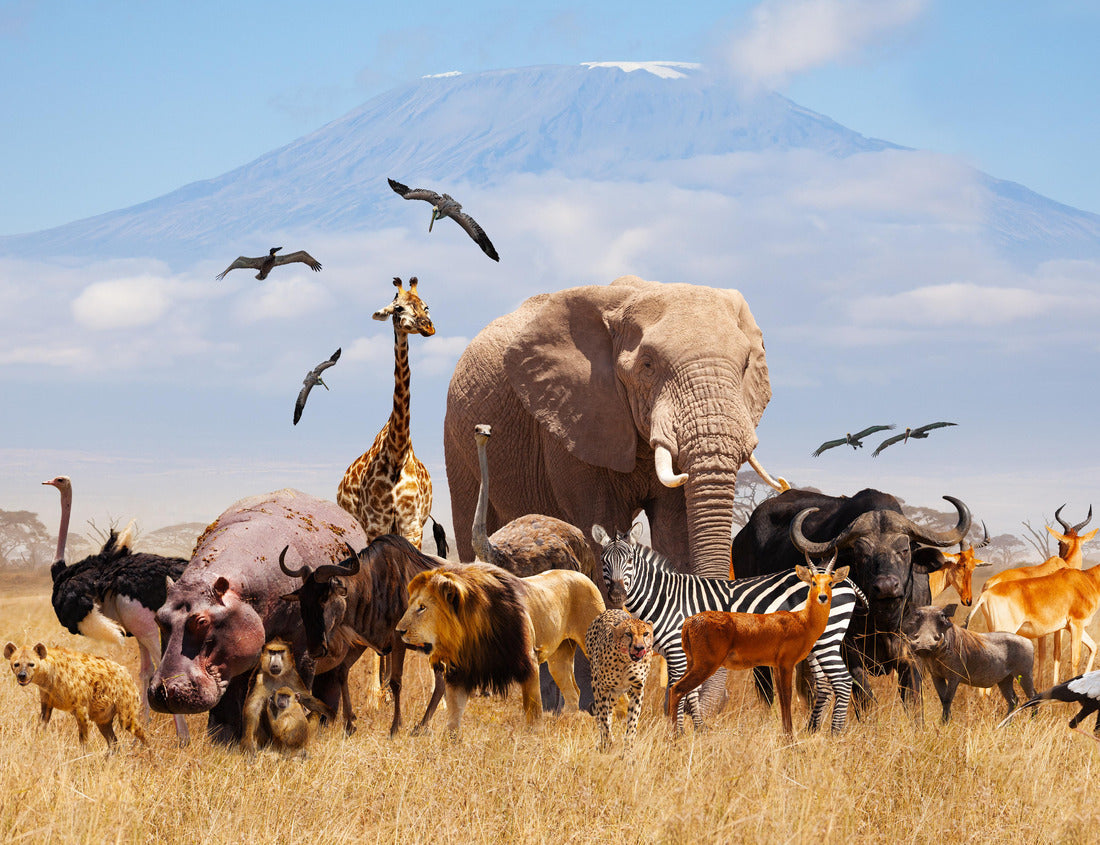 African Animals with Kilimanjaro – 1000 Piece Wildlife Puzzle
