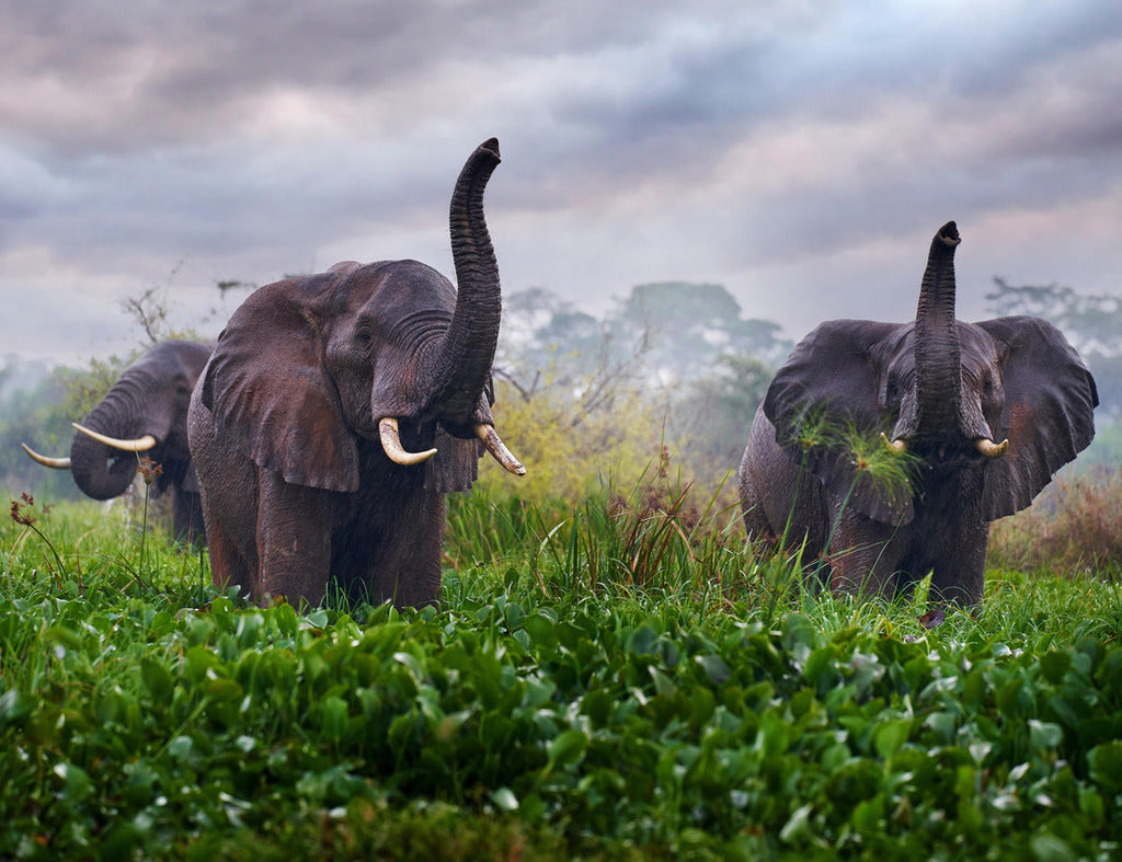 Elephant in the Rain – 1000 Piece Wildlife Puzzle
