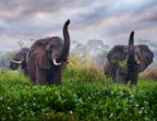 Elephant in the Rain – 1000 Piece Wildlife Puzzle