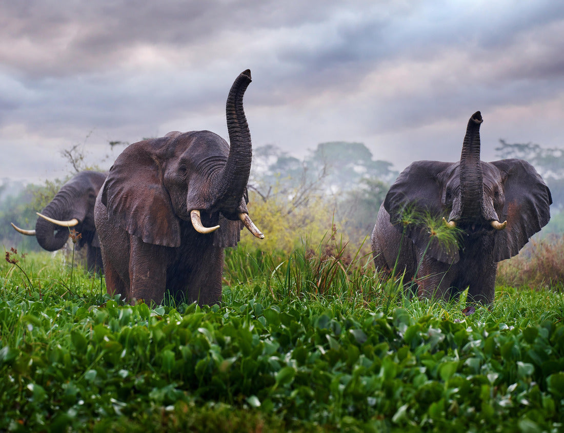 Elephant in the Rain – 1000 Piece Wildlife Puzzle