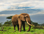 Elephants and Mount Kilimanjaro – 1000 Piece Wildlife Puzzle