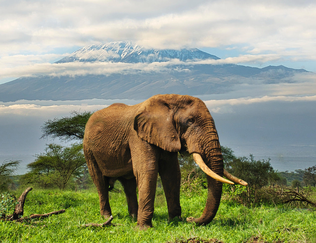Elephants and Mount Kilimanjaro – 1000 Piece Wildlife Puzzle