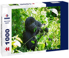 Mountain Gorilla in Bwindi Impenetrable National Park, Uganda. 1000pc Puzzle