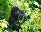 Mountain Gorilla in Bwindi Impenetrable National Park, Uganda. 1000pc Puzzle