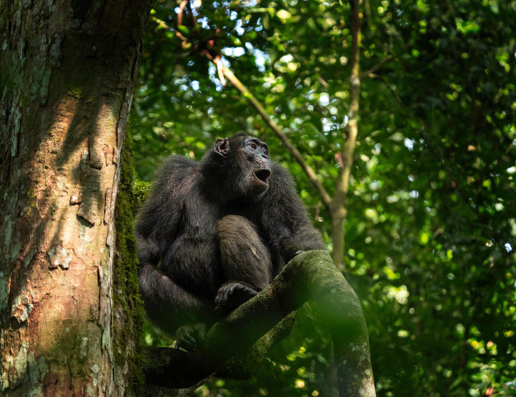 Chimpanzee scolding a tree in Kibale Forest during a safari in Uganda. 1000pc Puzzle