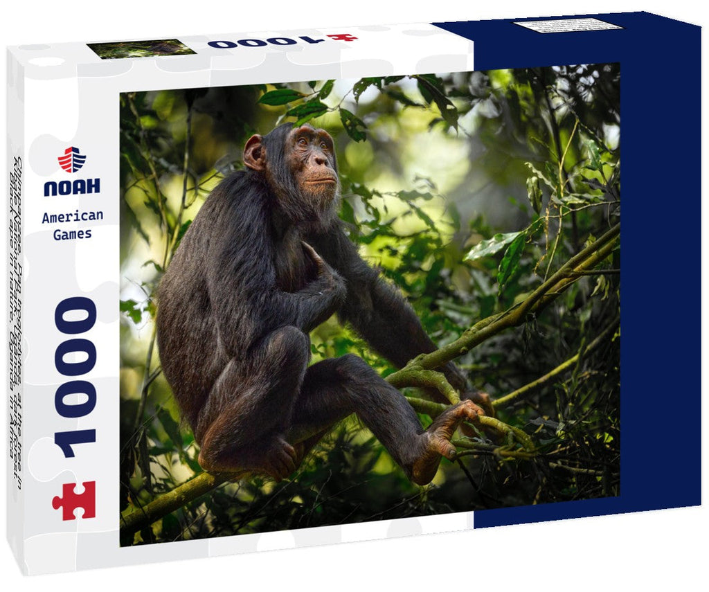 Chimpanzee on a tree branch in Kibale National Park, Uganda. 1000pc Puzzle