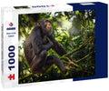 Chimpanzee on a tree branch in Kibale National Park, Uganda. 1000pc Puzzle