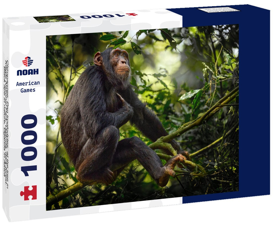 Chimpanzee on a tree branch in Kibale National Park, Uganda. 1000pc Puzzle