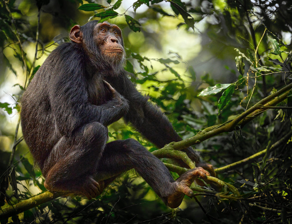 Chimpanzee on a tree branch in Kibale National Park, Uganda. 1000pc Puzzle