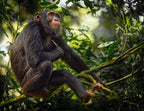 Chimpanzee on a tree branch in Kibale National Park, Uganda. 1000pc Puzzle