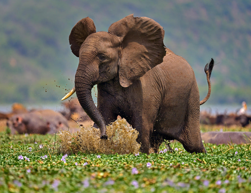Elephant in the Kazinga Channel – 1000 Piece Wildlife Puzzle