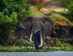 Elephant in the Rain – Murchison Falls 1000 Piece Wildlife Puzzle