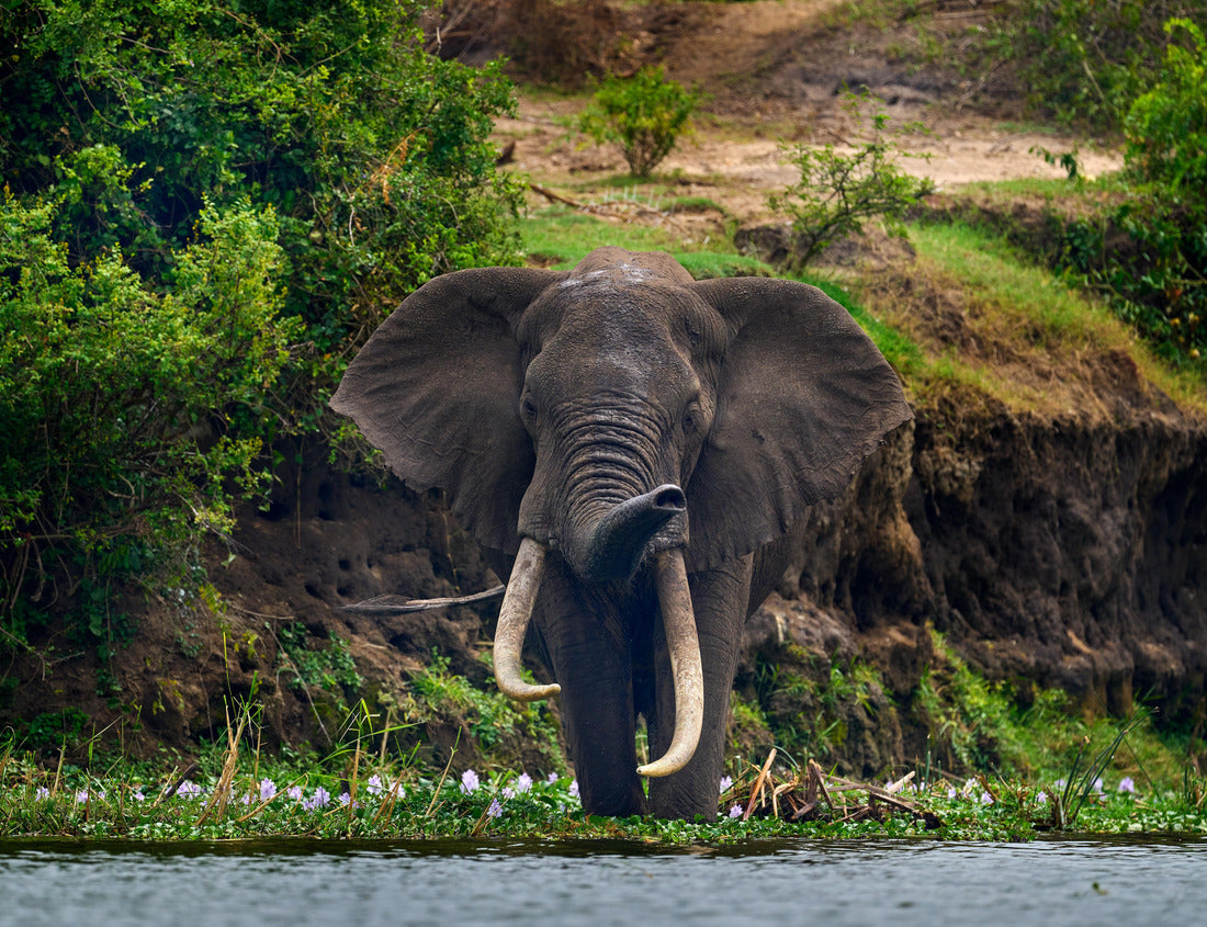 Elephant in the Rain – Murchison Falls 1000 Piece Wildlife Puzzle