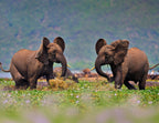 Elephant Fight at Kazinga Channel – 1000 Piece Wildlife Puzzle