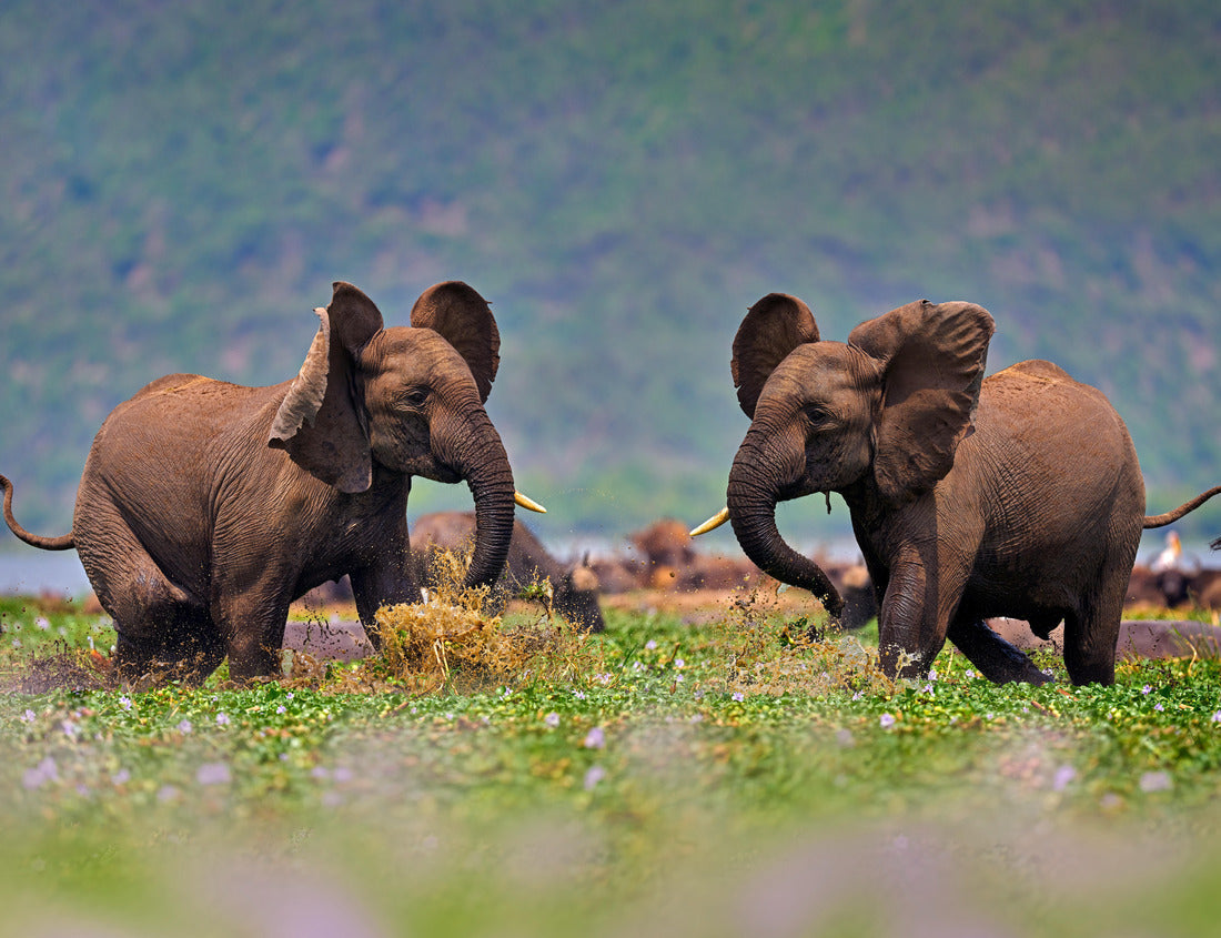Elephant Fight at Kazinga Channel – 1000 Piece Wildlife Puzzle