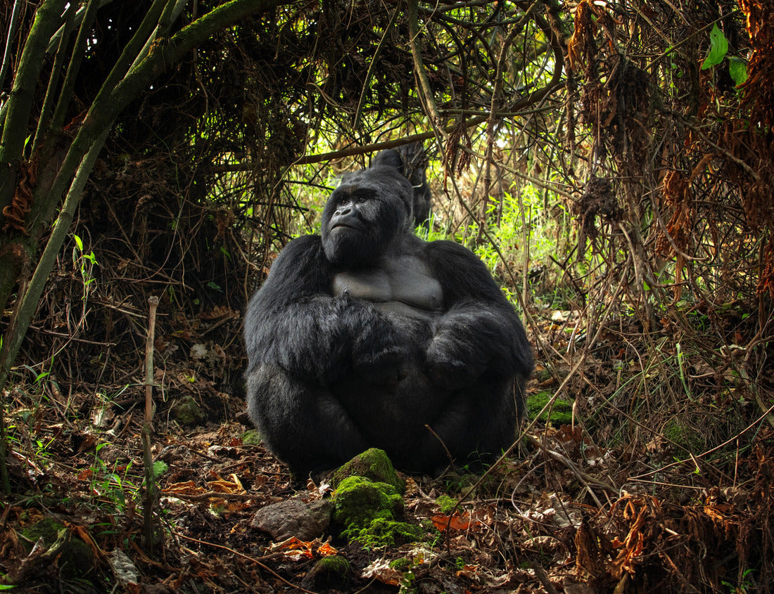 Mountain gorillas in Mgahinga Gorilla National Park, Uganda. 1000pc Puzzle