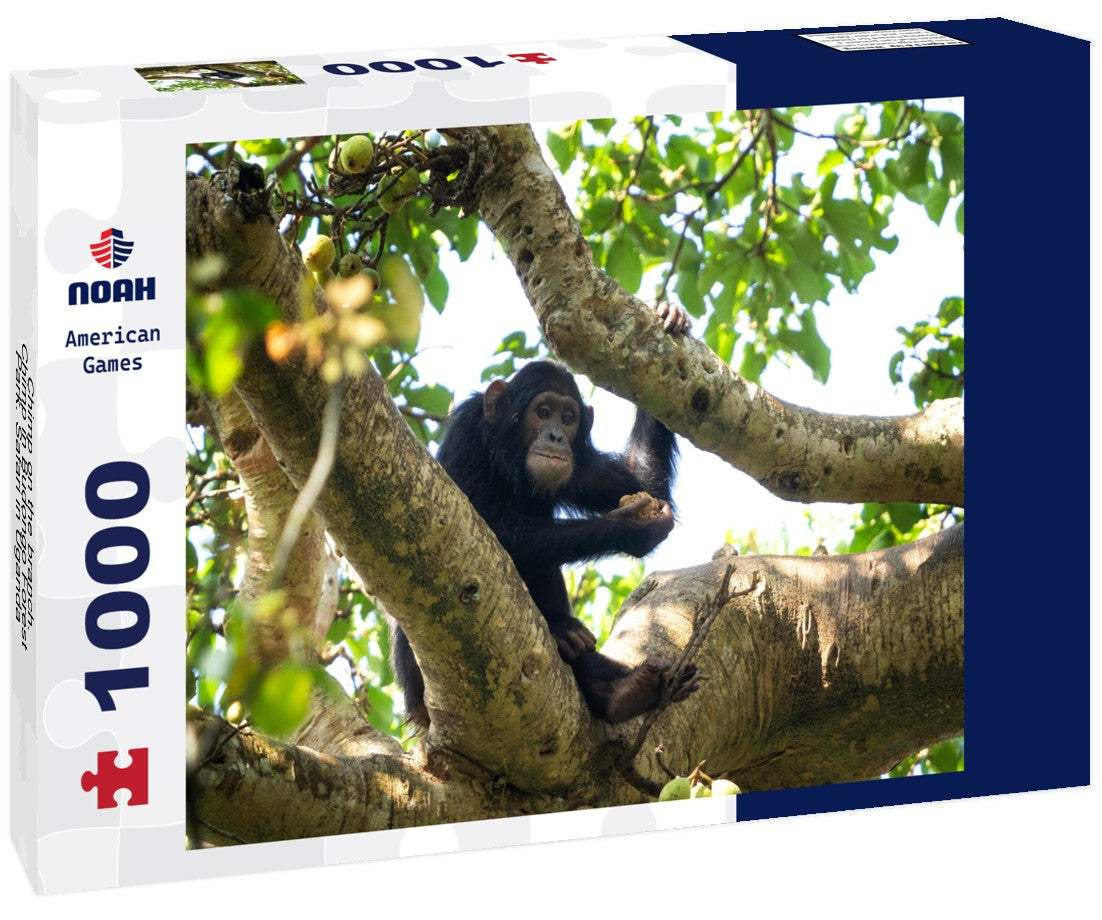 Chimpanzee on a branch in Budongo Forest Park during a safari in Uganda. 1000pc Puzzle