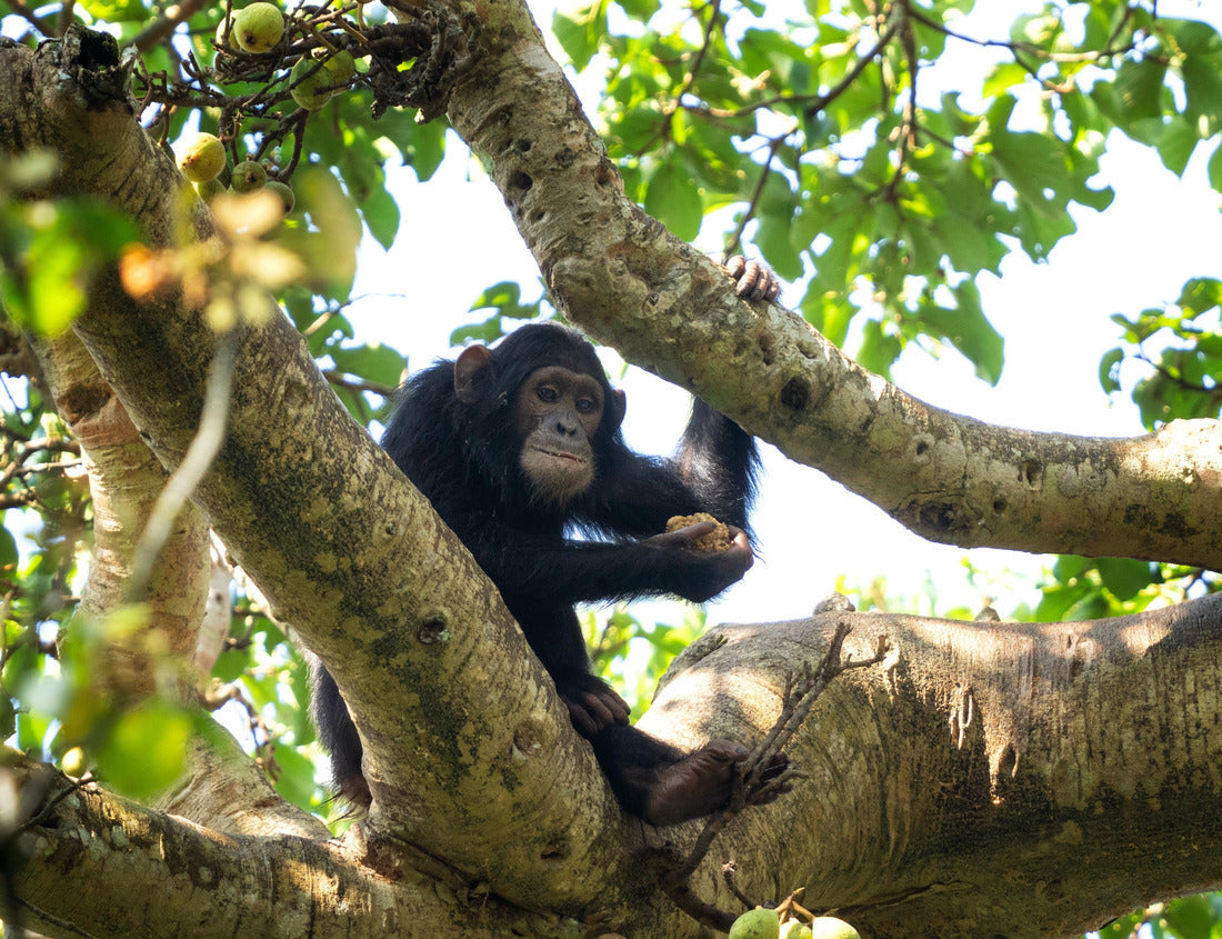 Chimpanzee on a branch in Budongo Forest Park during a safari in Uganda. 1000pc Puzzle