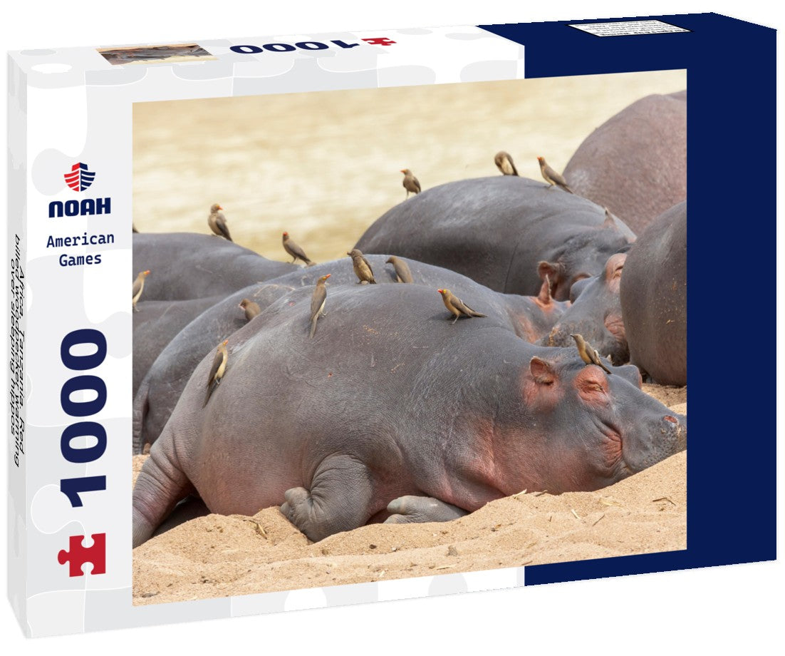 Red-billed woodpecker, Tanzania, Africa, warms over sleeping hippos. 1000pc Puzzle